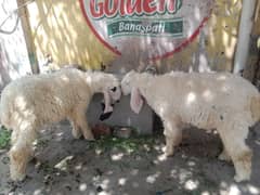 sheep for sale