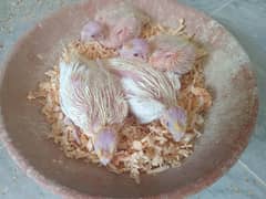 Comenwhit redeyes cocktail chicks