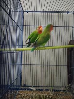 Lovebird pair for sale