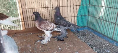 birds for sale