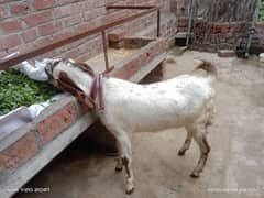 Qurbani k liy BAKRI /White Goat/ Pure Dessi Goat