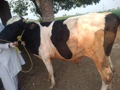 qurbani animal for sale