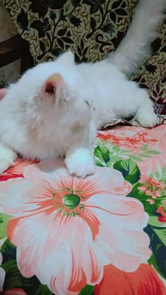Persian cat vaccinated