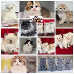 Scottish fold Persian British shorthair bengal maincoon ragdoll cats