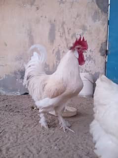Golden buff for sale