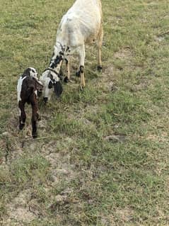 White Goat with Daba Chela (Bakra)