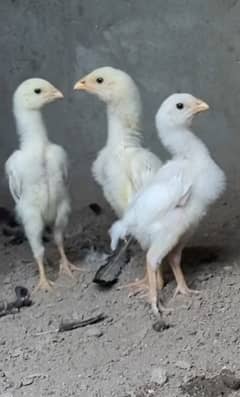Paper white top high Quality O-Shamo chicks exchange possible