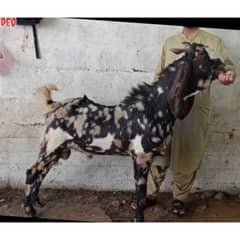 Ajrak breeder