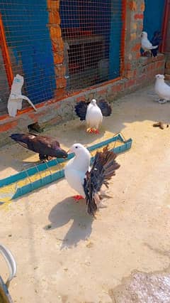 black tail breader male for sale