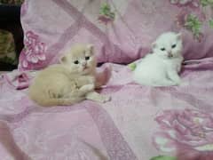 white Persian cat