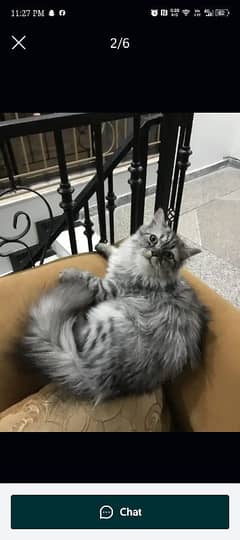 grey Persian cat