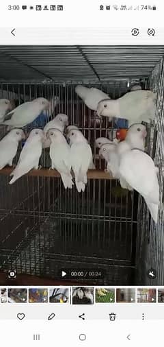 albino red eye for sale