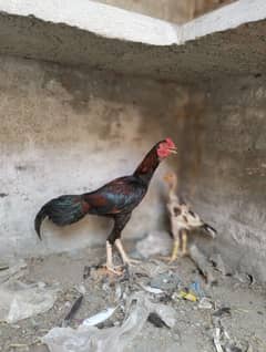 aseel Sindhi jori 03490163612