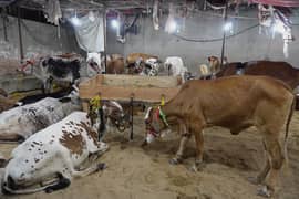 Qurbani Cow for Sale - Bacchiya
