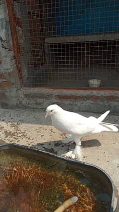 white pomeranian female for sale