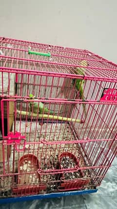 breeder pair