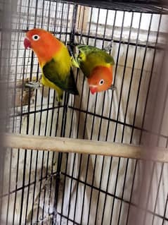 Mix Colour Love Birds
