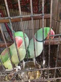 kashmiri Raw jambo size full tamed and breeder pair