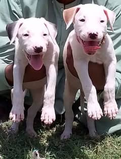 bully gultair pair 2months for sale