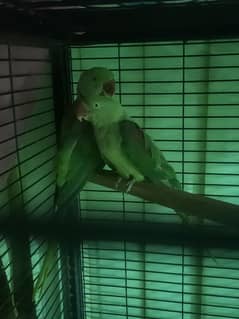 For Sale: Breeder Pair of Raw Parrots – 4 Years Old, Healthy