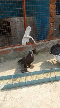 black pomeranian pouter female for sale