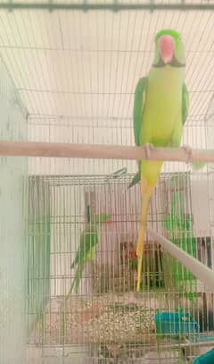 raw parrot for sale bearder male 03054636833