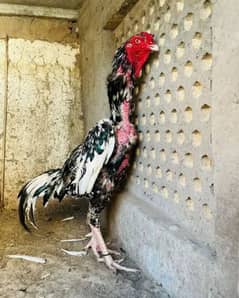 Aseel Hens And Chicks For Sale In Multan