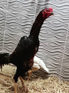 Aseel shamo dasi all hens roster available