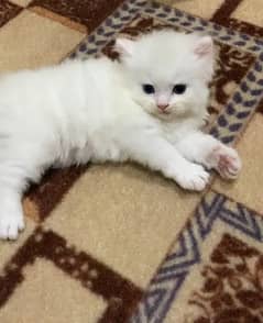 pure parsian kitten