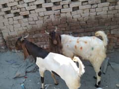 do  bakre do dant 03104053750