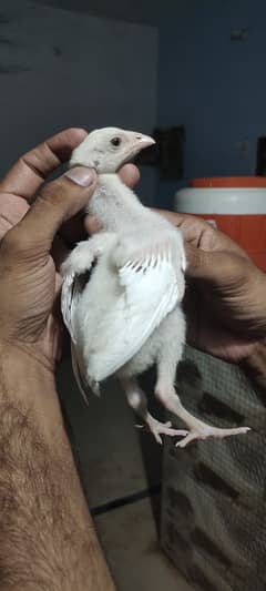 paper white heera chicks