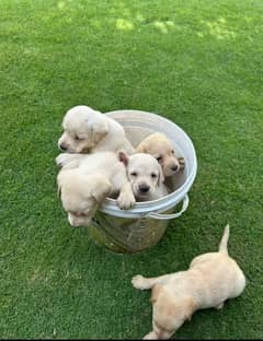 FEMALE LABRADOR
