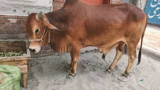 Dondy Wachy for Sale Healthy and Active 03214960566