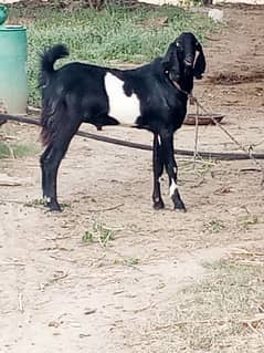 2 Bakra for sale