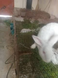 newzeland white