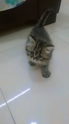 2 kittens