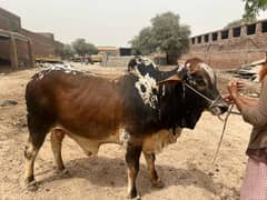 Cow for Sale Qurbani 2025