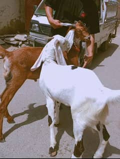 bakre 2 dant jori