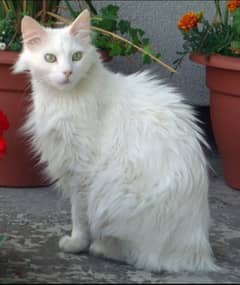 Turkish cat with 4 kittens for sale