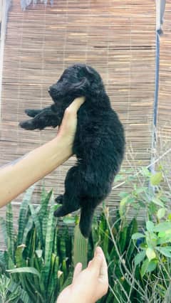 Blacl