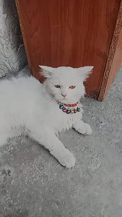wait cat