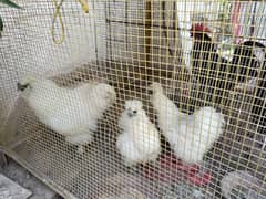 White Silkie set and austrolop pair with cage