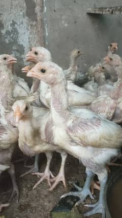 shamo hight length heera aseel and white bengum