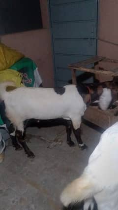 Goats