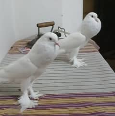 breeder pair