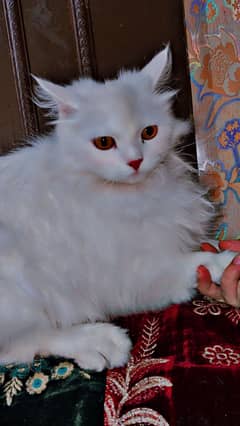 White Persain cat