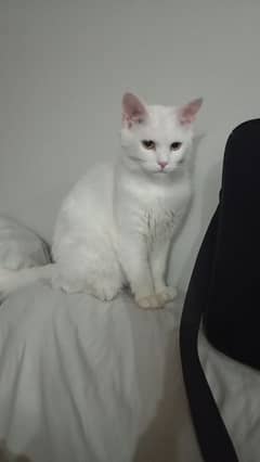 Persian cat