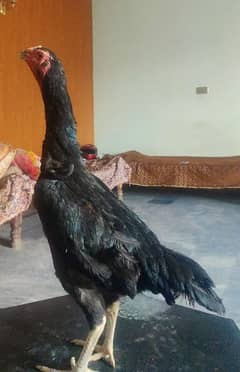 long hight black sham9 female Andy de Ray hi