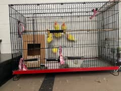 new cage for birds