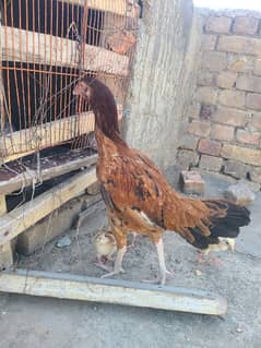 Aseel Murgi Sindhi For Sale With 4 Chicks